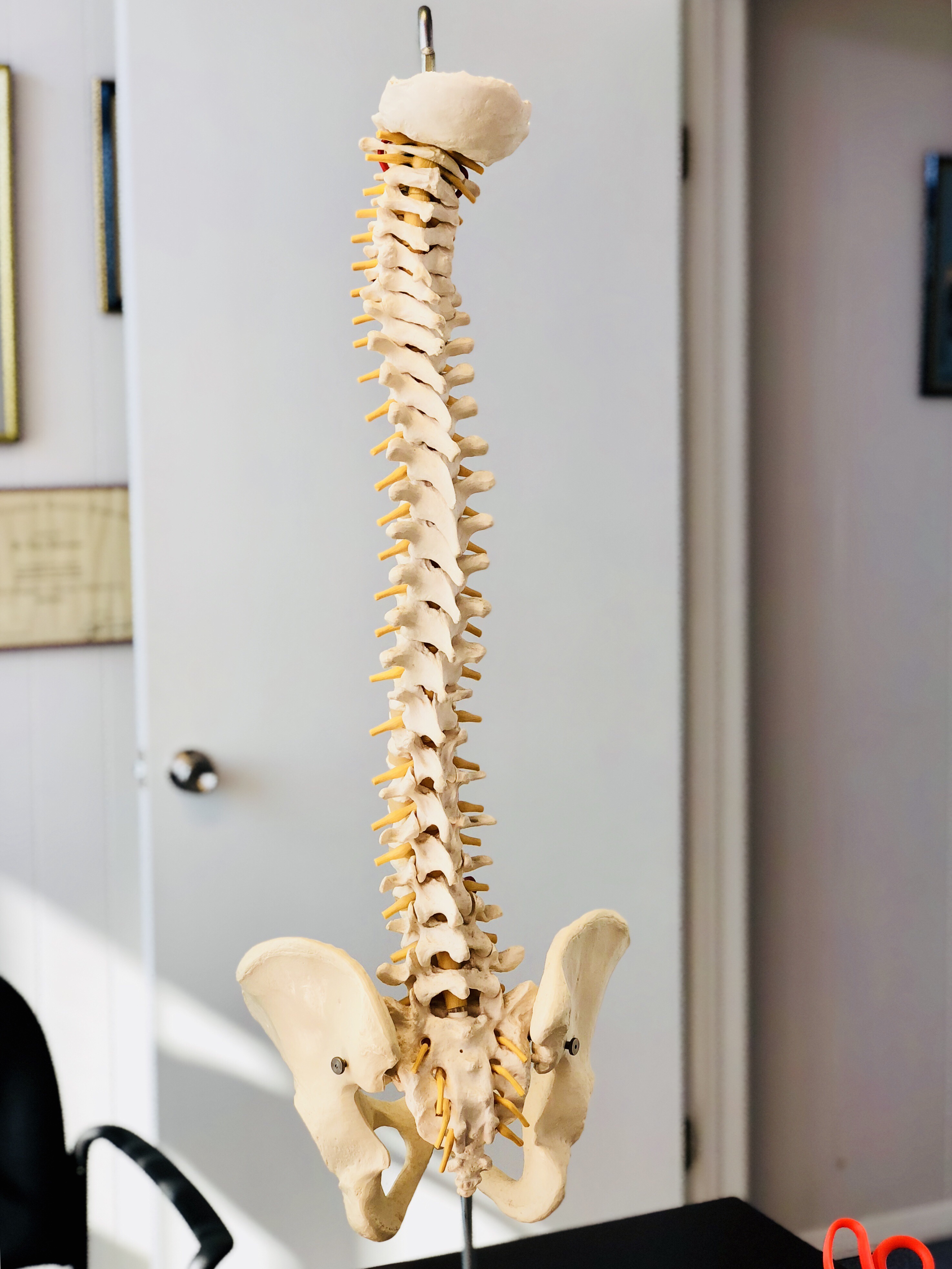 Anatomie